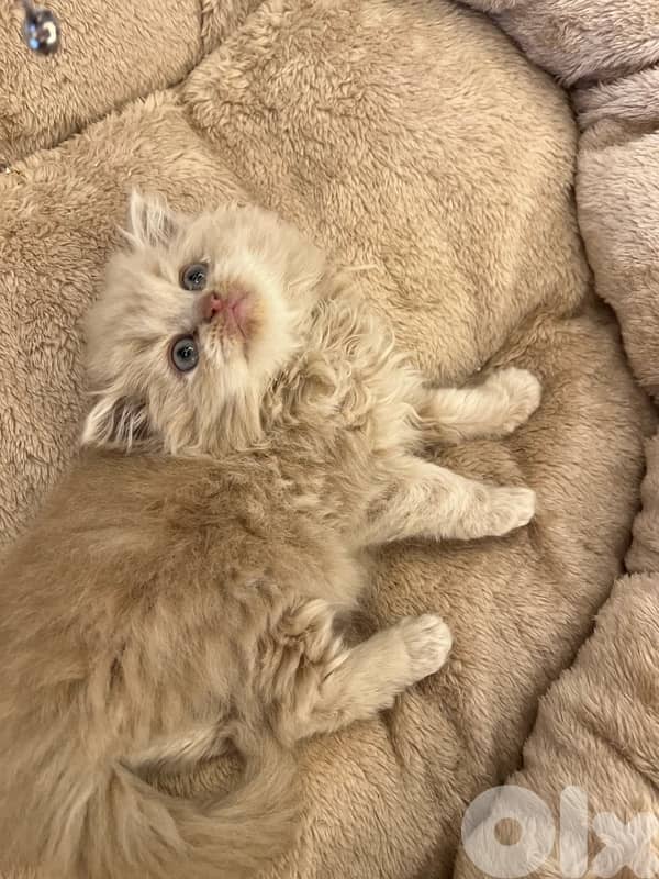 Scottish for contract 81102512 13