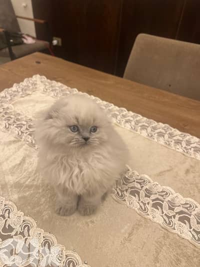 for contact 81102512