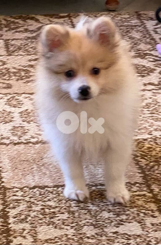 Loulou Spitz Dog Male 1