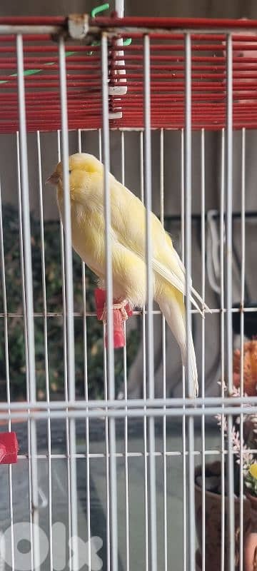 bandouka yorkshire 9 months old 45 dollars 3