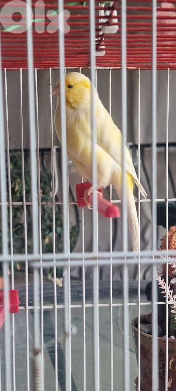 bandouka yorkshire 9 months old 45 dollars 4