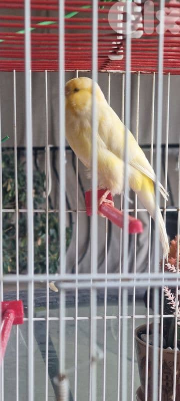 bandouka yorkshire 9 months old 45 dollars 5