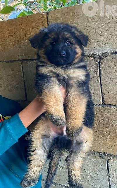 puppies german shepherd