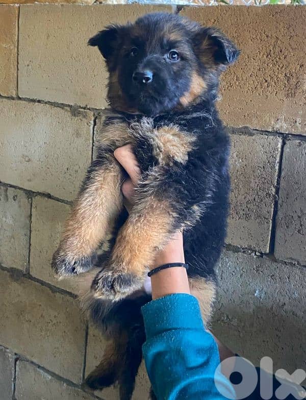 puppies german shepherd 1
