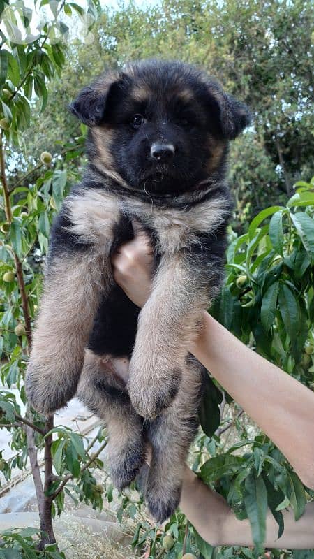 puppies german shepherd 3