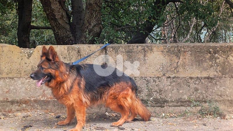 puppies german shepherd 4