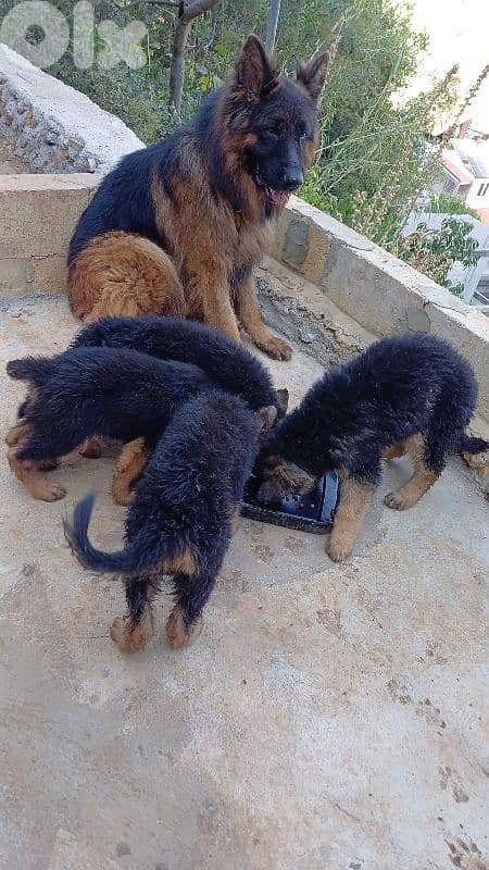 puppies german shepherd 5
