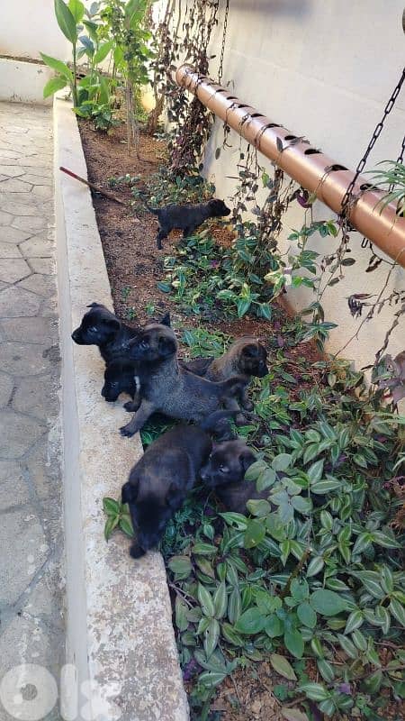 MALINOIS . . . 03124646 1