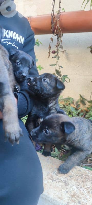 MALINOIS . . . 03124646 2