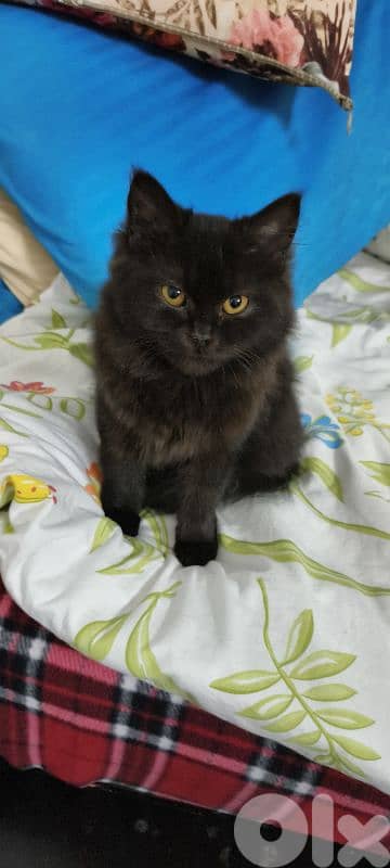 بشارة الخوري 1