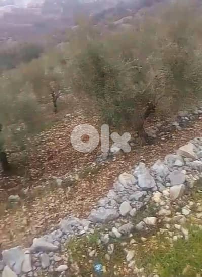 lands for sale in Mehmarech أرض للبيع في محمرش