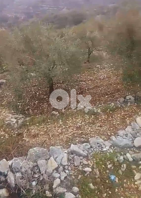 lands for sale in Mehmarech أرض للبيع في محمرش 1