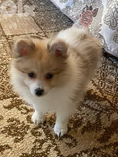 Loulou Spitz Dog Male