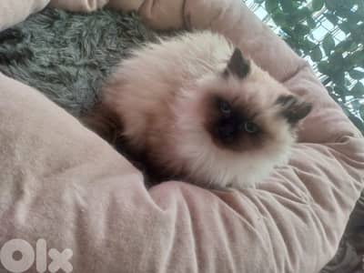 كنيسه مار مخايل