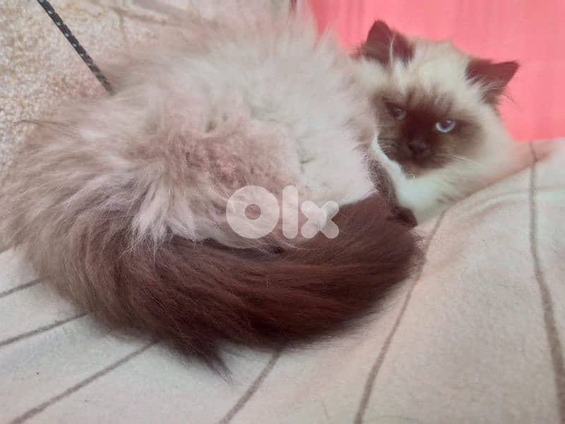 كنيسه مار مخايل 1