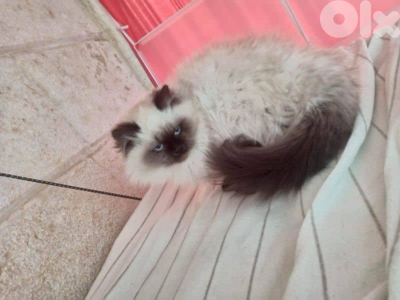 كنيسه مار مخايل 2