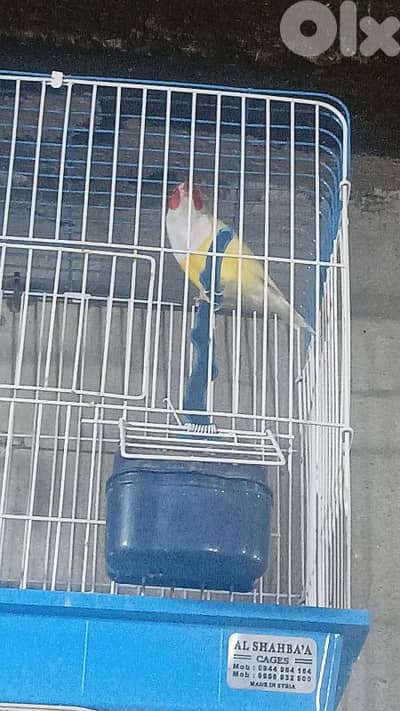 طرابلس القبة