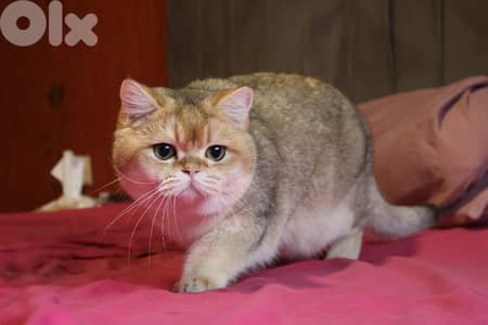 golden chinchilla Ny11 للزواج فقط