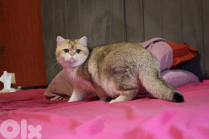 golden chinchilla Ny11 للزواج فقط 1