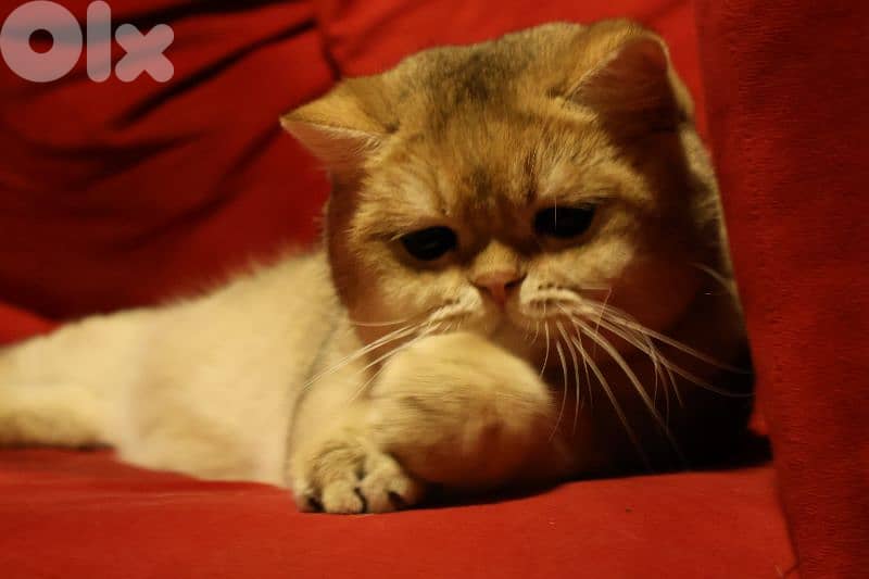 golden chinchilla Ny11 للزواج فقط 2