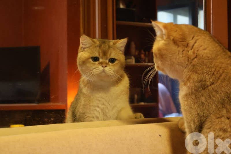 golden chinchilla Ny11 للزواج فقط 3