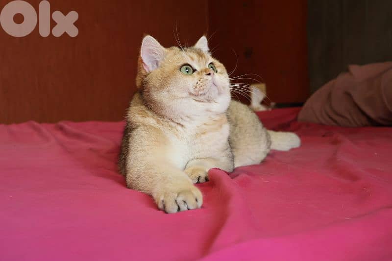 golden chinchilla Ny11 للزواج فقط 4