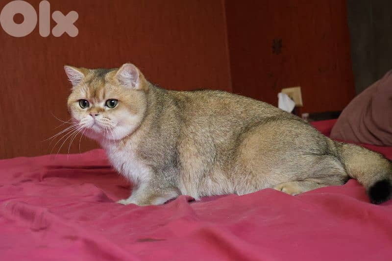 golden chinchilla Ny11 للزواج فقط 5