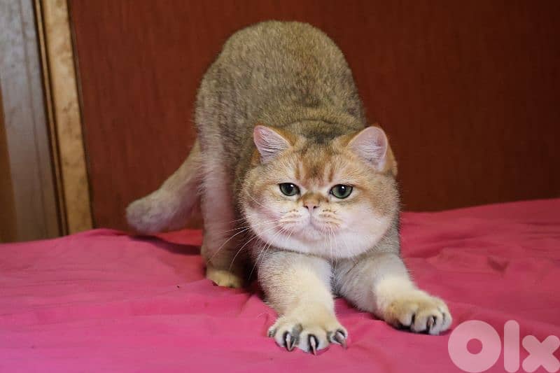 golden chinchilla Ny11 للزواج فقط 6