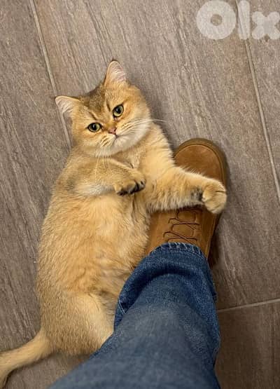 British Shorthair female mature is available