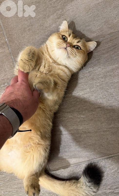 British Shorthair female mature is available 2