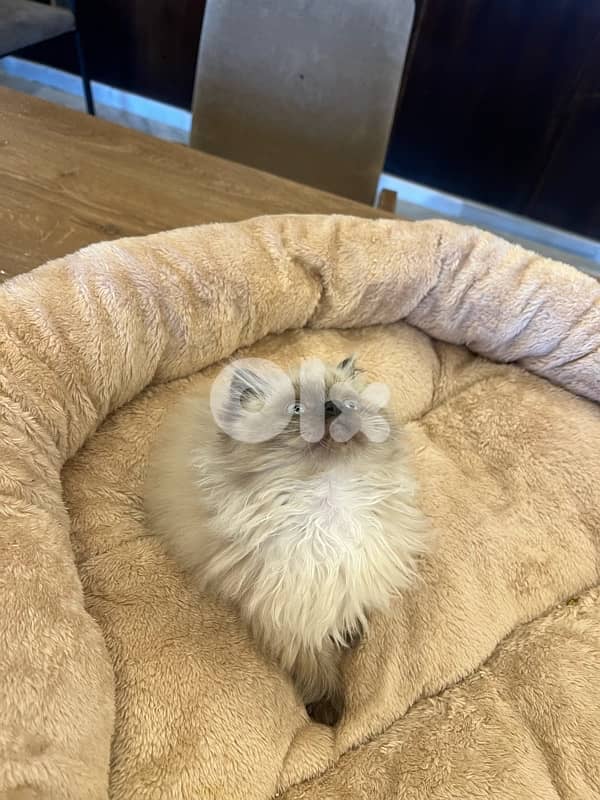 for contact 81102512 1