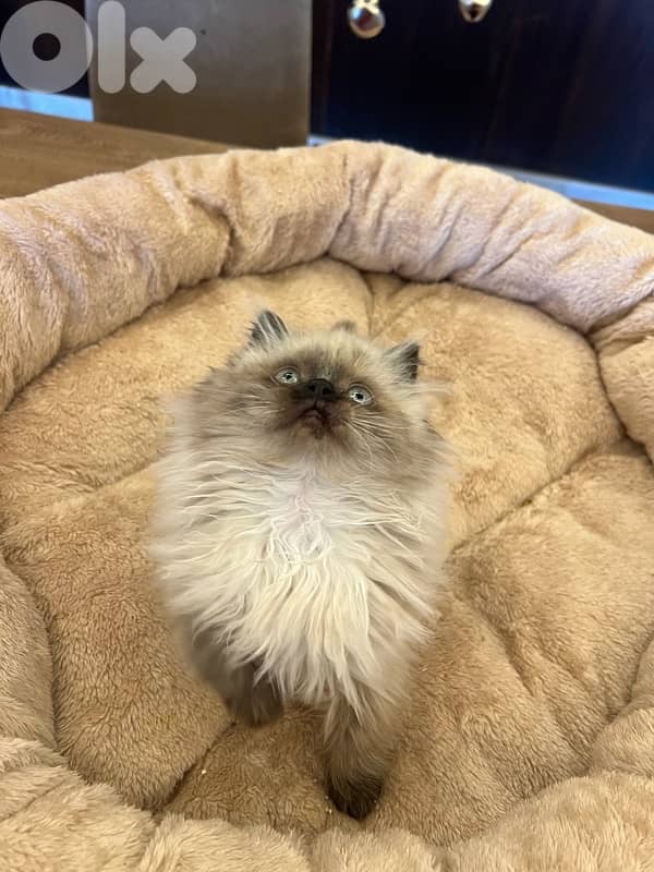 for contact 81102512 3