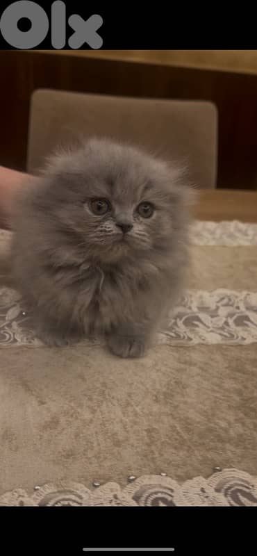 for contact 81102512 8