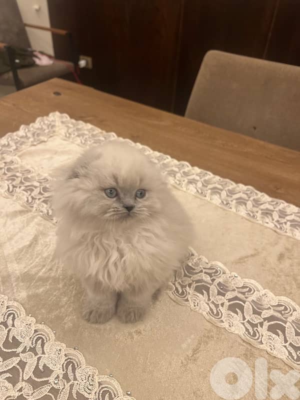 for contact 81102512 11