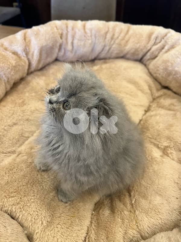 for contact 81102512 14