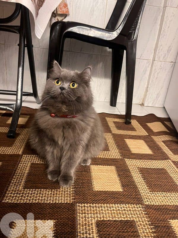 Scotish 10 month cat very friendly 1