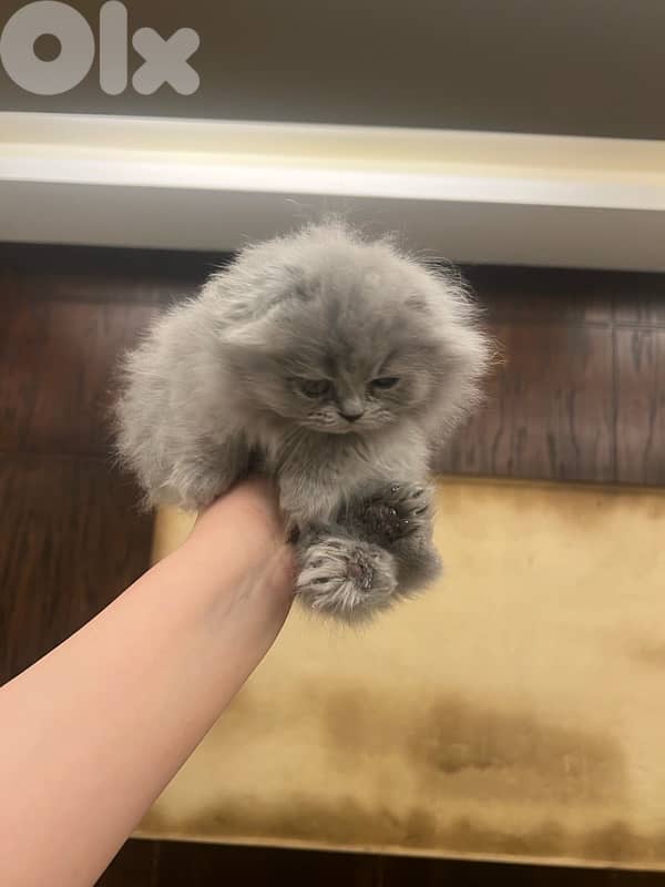 for contact 81102512 3