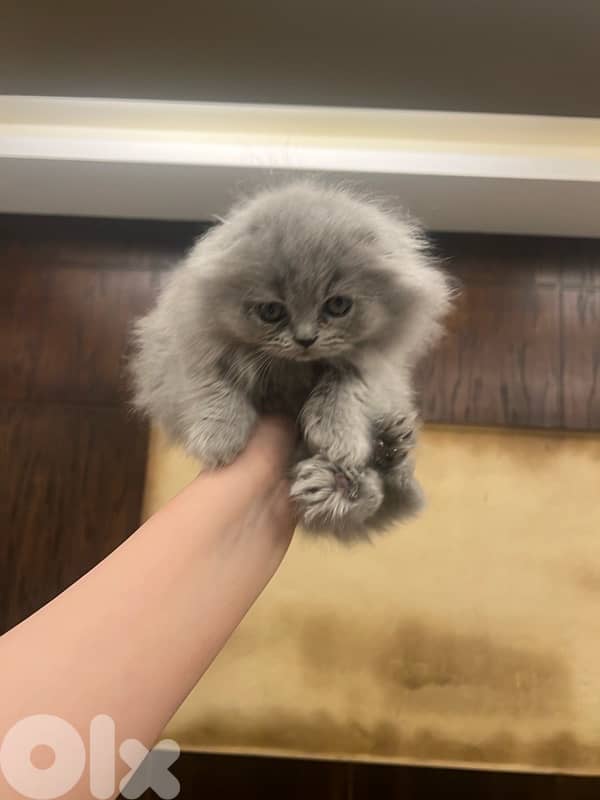 for contact 81102512 4