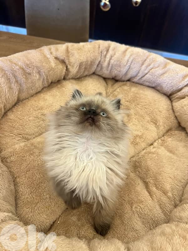 for contact 81102512 7