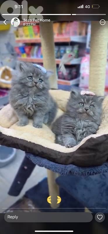 for contact 81102512 8