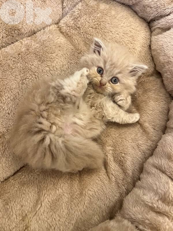 for contact 81102512 12