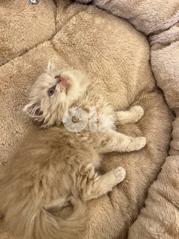 for contact 81102512 14