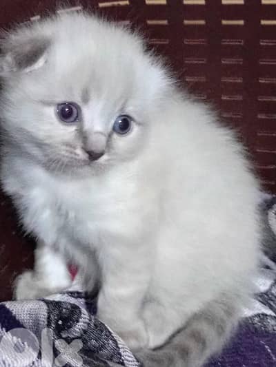 السعديات الطريق البحري مقابل مغفر الدرك