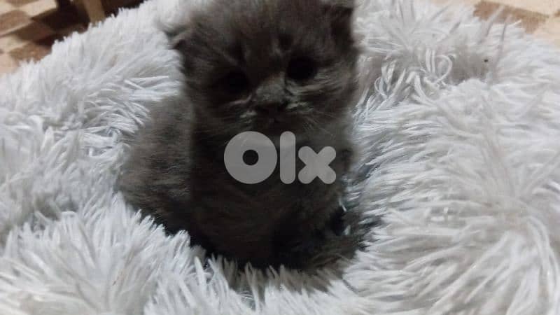 السعديات الطريق البحري مقابل مغفر الدرك 1