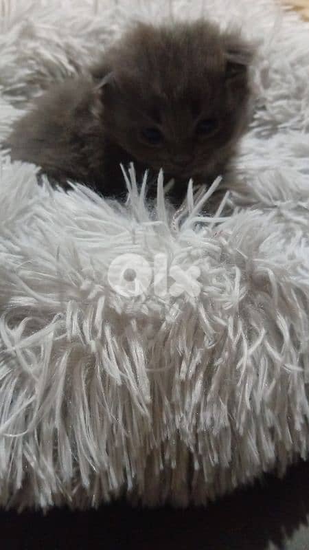 السعديات الطريق البحري مقابل مغفر الدرك 2