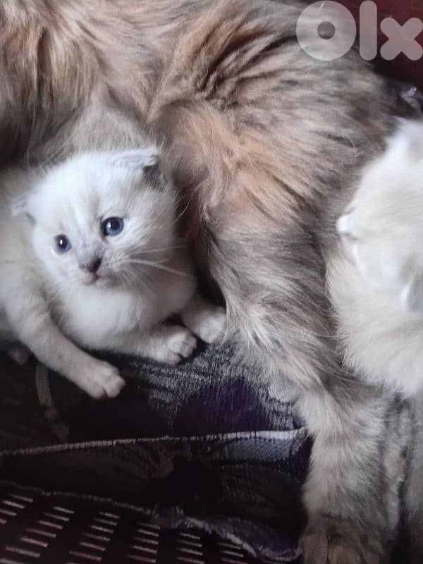 السعديات الطريق البحري مقابل مغفر الدرك 3