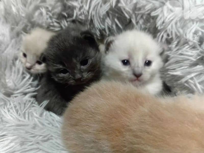 السعديات الطريق البحري مقابل مغفر الدرك 4