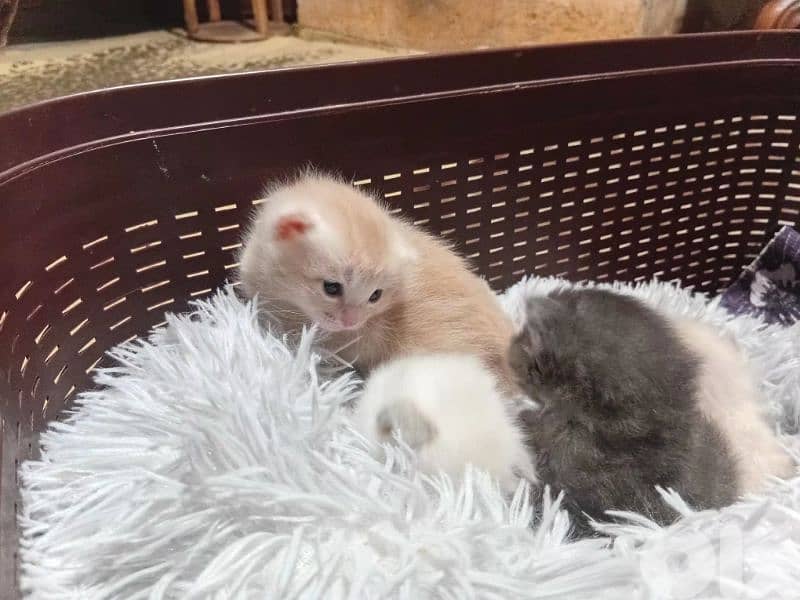 السعديات الطريق البحري مقابل مغفر الدرك 8