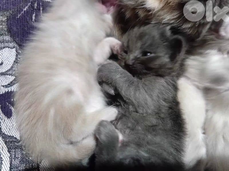 السعديات الطريق البحري مقابل مغفر الدرك 9