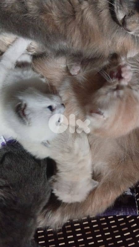 السعديات الطريق البحري مقابل مغفر الدرك 10